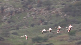 138893694 / - 싱글 동영상