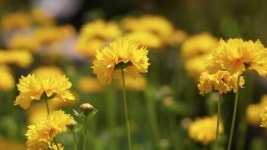 116524533 / 4K - 싱글 동영상