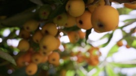 116524533 / 4K - 싱글 동영상