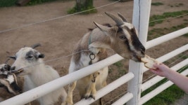 116524533 / 4K - 싱글 동영상