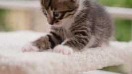 116524533 / 4K - 싱글 동영상