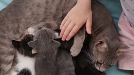 116524533 / 4K - 싱글 동영상