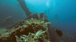 311494680 / HD - 싱글 동영상