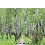 파/티/붕/붕 D4419 현수막 / 어린이집 유치원 자작나무 현수막 숲 속 체험 배경 포토존