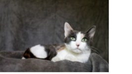 Hi Tors Pet of the Week: Nina | Nanuet, NY Patch Hi Tors Pet of the Week: Nina