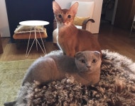 Personal Pet Care - West Village, NY Patch