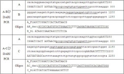 KR101468585B1 - 하나의 핵산상에서 서로 떨어져 있는 복수의 염기서열 요소들의 pcr 증폭 방법 - Google Patents