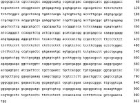 EP2718442B1 - Genetic manipulation and expression systems for pucciniomycotina and ustilaginomycotina subphyla - Google Patents
