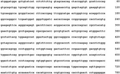 EP2961773B1 - Bispecific t cell activating antigen binding molecules - Google Patents
