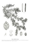 CONIFERS OF KOREA - 이소영 Soyoung Lee