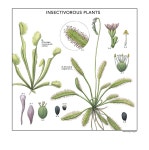EXPLORE CITY PLANTS - 이소영 Soyoung Lee