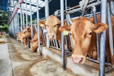 MEGA MART 신선원정대 - 한우 - Studio Wave