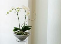 Orchid. 아마빌리스 - garden party