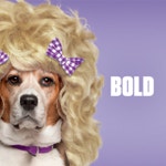 French Market Coffee - Josh Barto | Associate Creative Director, Writer French Market Coffee -  Josh Barto | Associate Creative... 