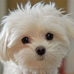 Flipboard의 DailyDose Of Puppies