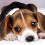 Flipboard의 DailyDose Of Puppies