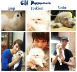 씨엔 강아지들... - CNBLUE 갤러리