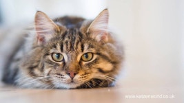 Adorable, smart, funny cats and dogs - Page 120 - Stormfront