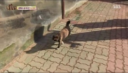 머라고? 지금 동물농장하는데 안보고있다고?? - 리듬게임