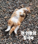 캣츠홀릭 (@catsholics) Twitter Profile | Twicial