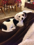  Adorable, smart, funny cats and dogs - Page 17 - Stormfront