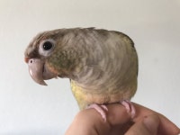 아가새농장 (@agase_) Twitter Profile | Twicial