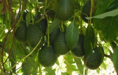 avocado: Latest news, Breaking headlines and Top stories, photos & video in real time - Scoopnest.com