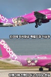 배박이들 피치항공이랑 콜라보하네 - 일본 성우 갤러리