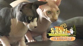 TV동물농장: Latest news, Breaking headlines and Top stories, photos & video in real time - Scoopnest.com