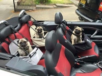 Flipboard의 We Love Dogs, USA