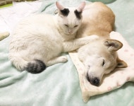 같이 껴안고 자는 댕댕이랑 냥이 - 스퀘어 카테고리