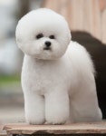 Westminster Dog Show: Latest news, Breaking headlines and Top stories, photos & video in real time - Scoopnest.com