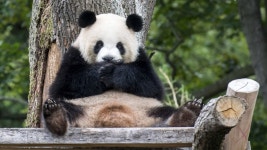 panda: Latest news, Breaking headlines and Top stories, photos & video in real time - Scoopnest.com