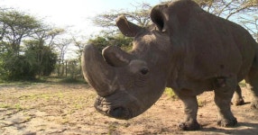 Sudan, the world’s last male northern white rhino, dies at age 45 via @usatoday #environment #rhino #animals - scoopnest.com