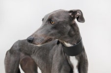 Battersea - @Battersea_ Twitter Profile and Downloader | Twipu