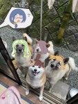 개코 개시 갯테 개이애나 - 리틀위치아카데미아 마이너 갤러리