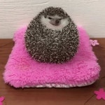 可愛いすぎる: Latest news, Breaking headlines and Top stories, photos & video in real time - Scoopnest.com