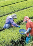 ´아시안 뷰티´를 향한 열정…아모레퍼시픽이 가꾼 ´오설록´의 40년을... 일간스포츠 ´아시안 뷰티´를 향한 열정…아모레퍼시픽이 가꾼... 