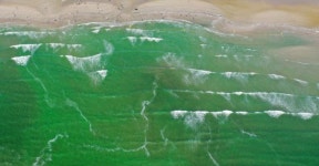 다대포바다 녹조에서 치매 파킨슨병 유발물질 국내 첫발견 - 기타 국내 드라마 갤러리