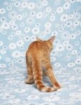Strays: Quirky Photos of Kittens Giving the Camera the Cold Shoulder | PetaPixel Strays: Quirky Photos of Kittens Giving the... 