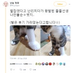 Pgr21 - [동물&귀욤] 벌잡겠다고 난리치다가 왕발된 고양이.twt [동물&귀욤] 벌잡겠다고 난리치다가 왕발된 고양이.twt