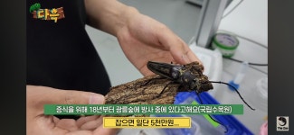 Pgr21 - [동물&귀욤] 장수하늘소는 얼마일까?.youtube [동물&귀욤] 장수하늘소는 얼마일까?.youtube