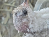 Pgr21 - [질문] 메추리 키워 보신분 있으실까요? [질문] 메추리 키워 보신분 있으실까요?