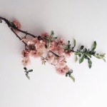 디너의여왕 - [서울 강동] 먼데이블루스 성내점 36차