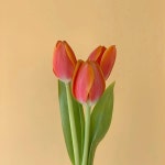 디너의여왕 - [경기 용인] 루나리치 용인명지대점 105차