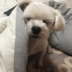 디너의여왕 - [경기 의정부] 시원한 우육면 32767차 디너의여왕 - [경기 의정부]  시원한 우육면 32767차