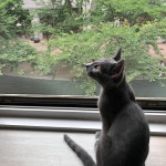 디너의여왕 - [홍대] 홍콩다방 홍대입구역점 4차