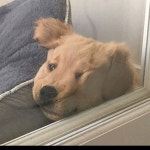 디너의여왕 - [경기 안양] 또바기마크라메 3차