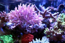 용평 리조트 타워 콘도, 강릉 (2024-11-27~2024-11-28, 1박, 2인) 용평 리조트 타워 콘도, 대한민국