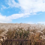 디너의여왕 - [부산 강서] 스시노백쉐프 부산녹산 49호점 7차